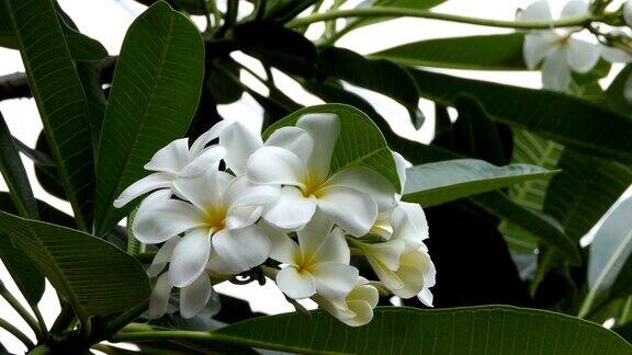 白色的花朵plumeria