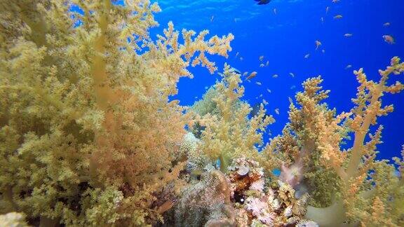 珊瑚礁珊瑚花园水下生活