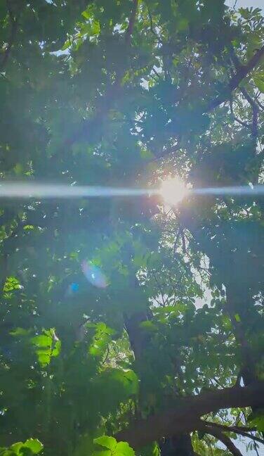 太阳耀斑穿过大树