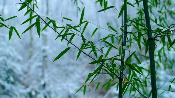雪花落在竹叶上