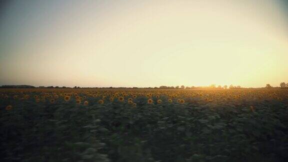 开车经过美丽的向日葵田向日葵在阳光下成熟田野上的日落