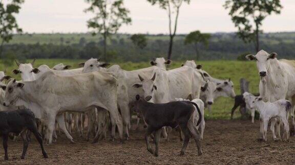 Nelore母牛和安格斯小牛在田野上