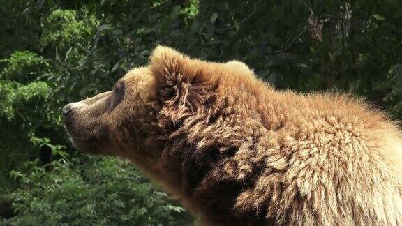 棕熊的肖像堪察加半岛棕熊