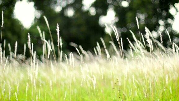 柔软的梦幻般的白色草羽毛在风与温暖的夏天阳光柔软和清新的自然在秋天春天或夏天的季节背景