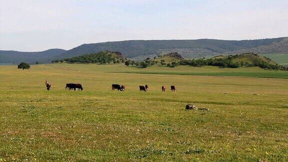 有放牧牛的山地草原