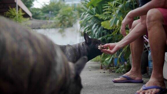 年长的亚洲人给法国两只牛头犬喂食概念:模仿狗喜欢的动物真正的朋友狗的血统朋友的狗小毛线玩