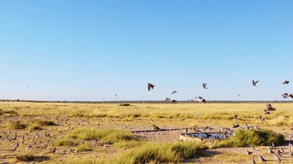 在非洲博茨瓦纳萨瓦纳的森林里一群欧亚颈圈鸽子坐在地上