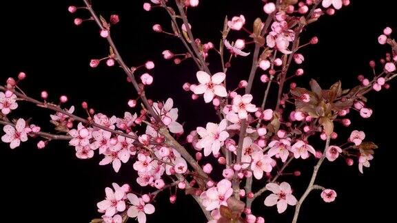 粉红色的花在树枝上盛开樱桃树