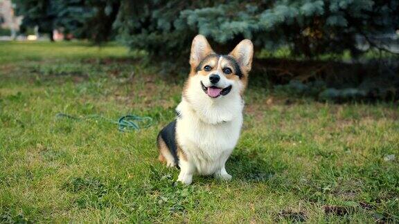 可爱的柯基狗坐在城市公园的草地上享受新鲜空气的肖像