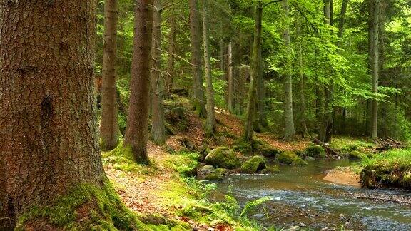 春天森林中的天然溪流