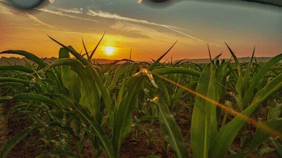 太阳升起时的玉米田