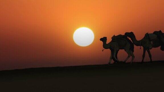 在沙漠中带领骆驼商队的骆驼夕阳下的剪影