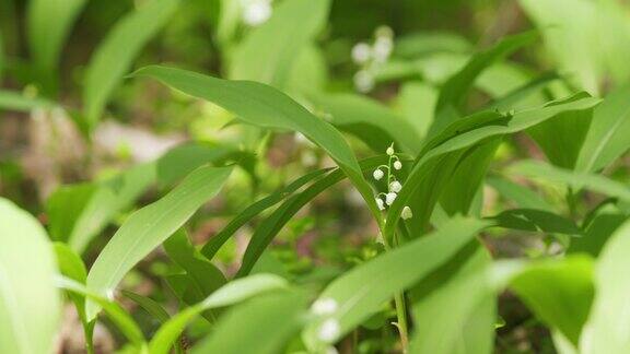 林间的百合花生长在春天的树林中铃兰属马贾利缓慢的运动