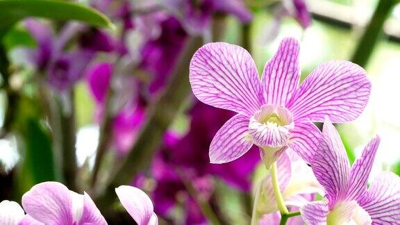 美丽的紫色兰花盛开在花园里大自然的背景