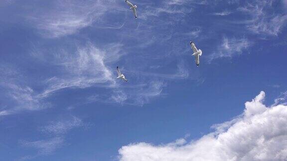 海鸥飞过天空