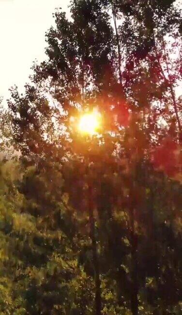垂直4k的视频日落在自然-俯视图的自然-美丽的风景在日落