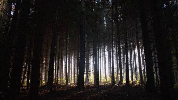 黑暗森林