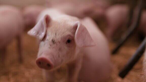 小猪崽在马厩里牲畜的粮食生产