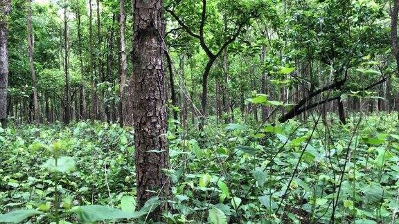 怀哈康野生动物保护区的龙脑果林泰国自然世界遗产