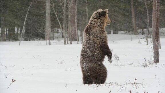 野生成年棕熊在雪地里过冬