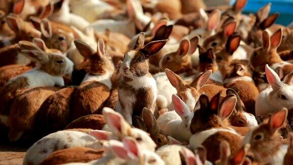 在动物饲养场喂兔子时兔子站着吃东西