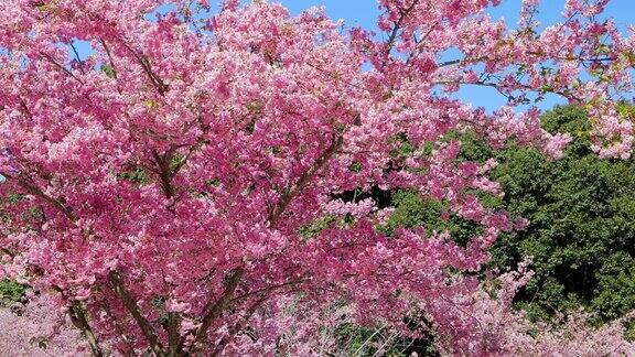 春天台湾樱花盛开花季武陵农场樱花观赏