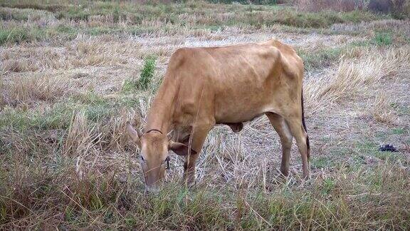 亚洲成熟的牛在耕种的稻田里吃草和干稻草