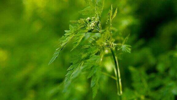 户外一株绿叶植物的特写镜头浅景深