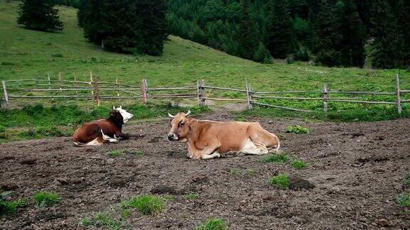 山地牧场牛