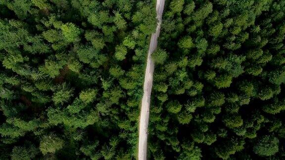 穿越森林的公路旅行