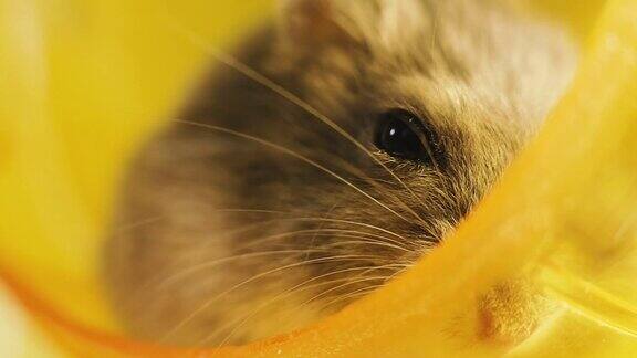 啮齿动物特写仓鼠的肖像微距镜头