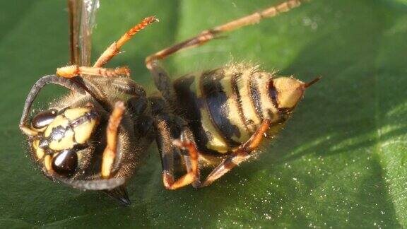 蜂王母黄蜂垂死的宏显示刺刺
