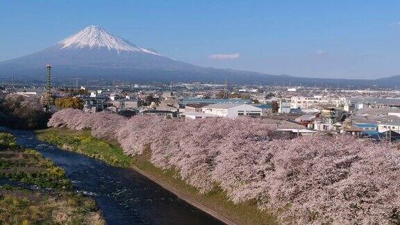 日本静冈县的富士山和樱花景观