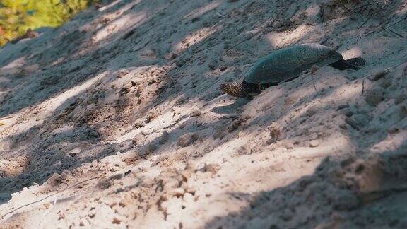 河龟在河岸附近的沙滩上向水中爬行慢动作