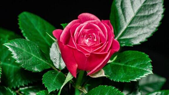 红玫瑰植物盛开的花在时间推移上的黑色背景一朵花在时间的推移中开放花蕾和移动花瓣