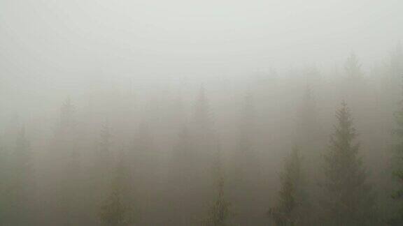 浓雾笼罩着森林