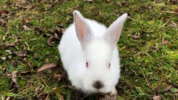 小白兔在春天绿草的背景下