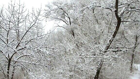 冬天公园里的降雪树木被雪覆盖