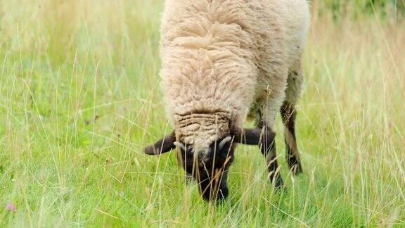 在4K视频中年轻的公羊在花园里抽动咀嚼和吃新鲜的绿草