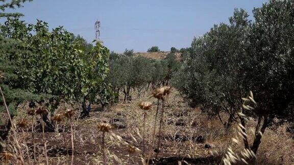 放大图片以色列的橄榄树