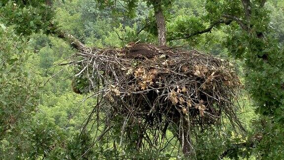 小皇鹰在树上筑巢