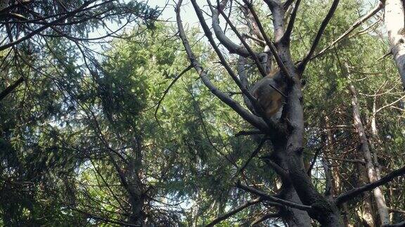 在树上睡觉的猴子