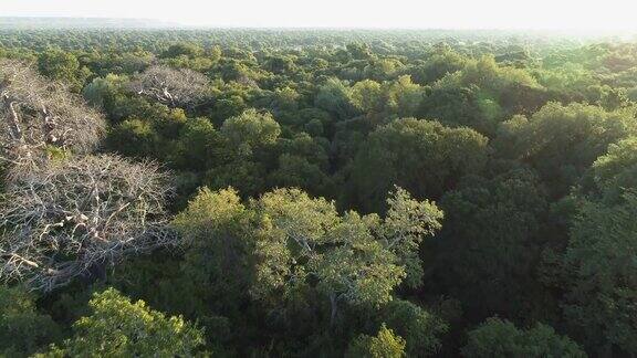 从空中俯瞰非洲中部热带雨林的大猴面包树