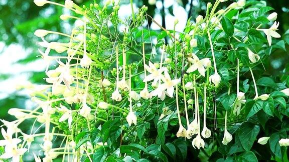 软木树印度软木白色的花盛开在树上的花园