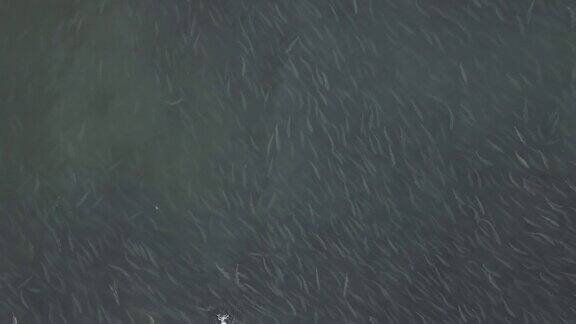 这是一条产卵河的鸟瞰图成千上万的银鲑在河里游泳