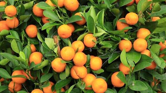 柑橘类水果是中国春节的装饰品