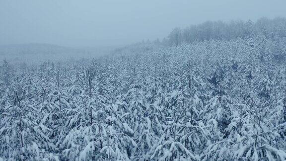 森林里的树木被雪覆盖雾气缭绕这是空中拍摄的冬季镜头