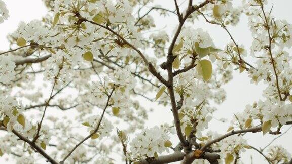 盛开的梨树梨树上开着白花