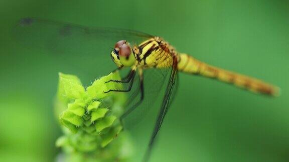 微距视频蜻蜓在花园侧视图飞在慢动作