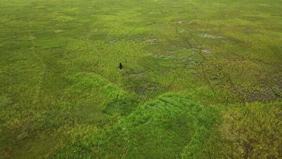 堪察加棕熊在高高的绿草丛中奔跑无人机的观点